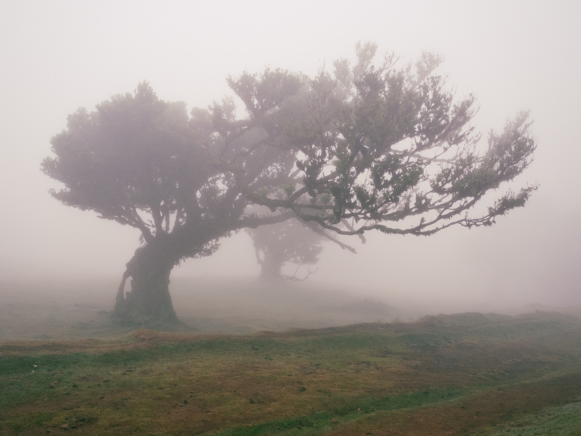 Ancient Til Tree (Ocotea foetens) in Fanal Mist