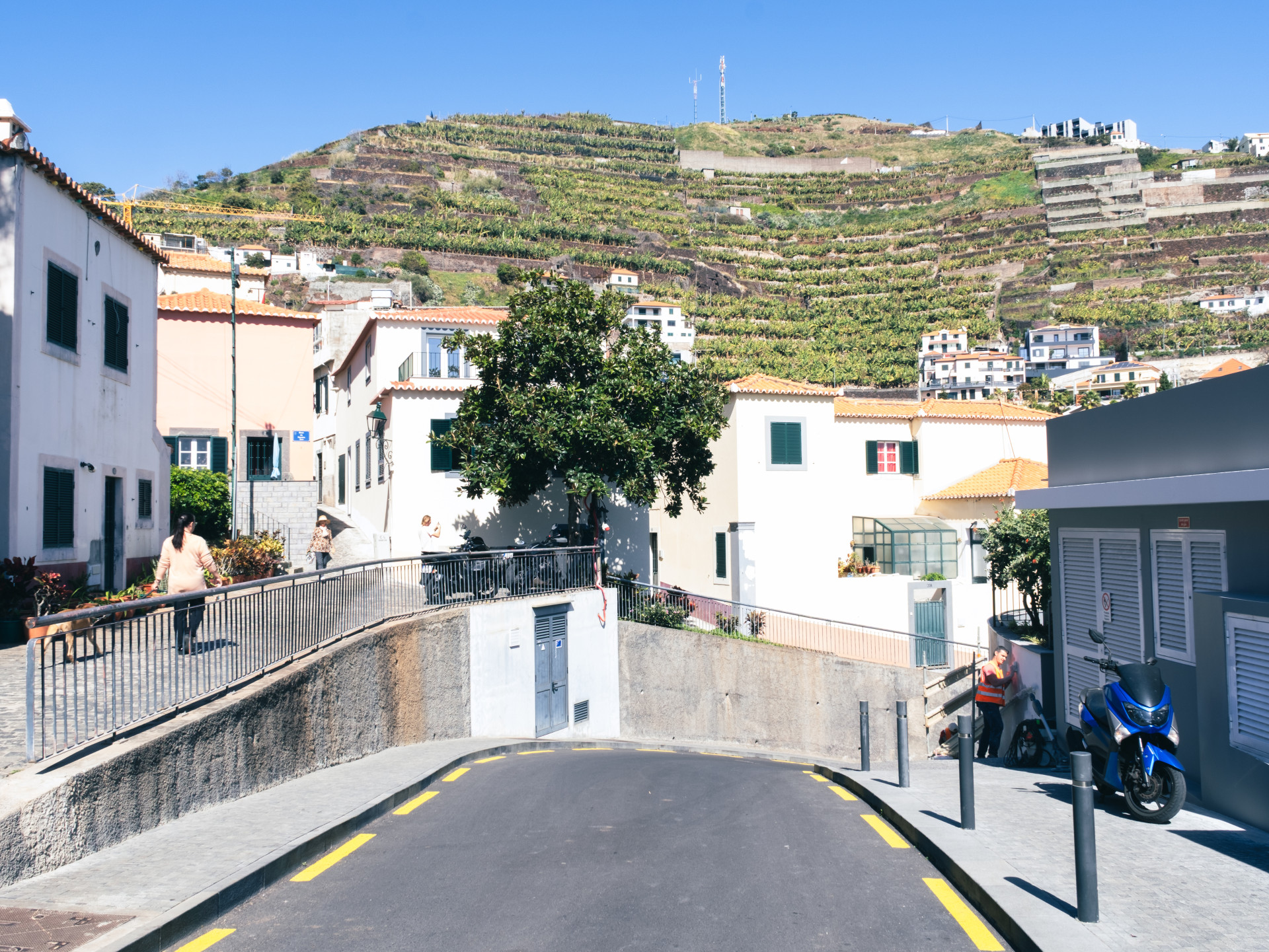 Terraced Banana Plantations (Musa acuminata) in Funchal