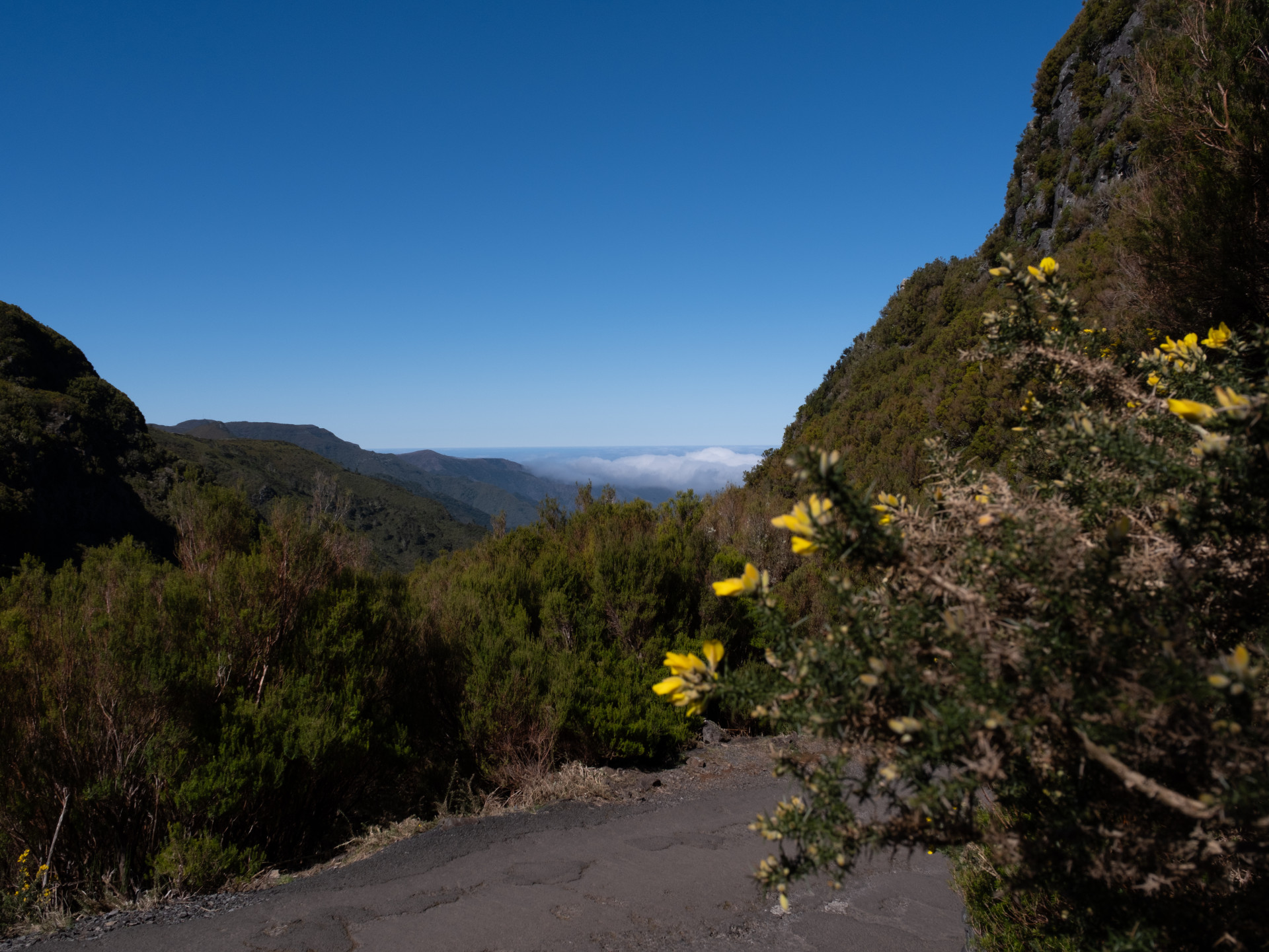 Gorse (Ulex europaeus) at Bica da Cana, Madeira