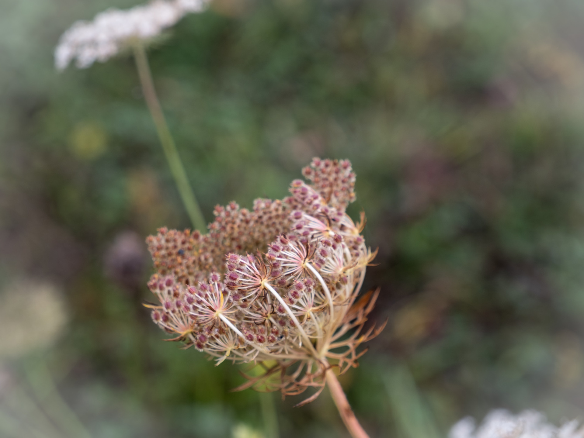 Queen Anne's Lace Close-Up
