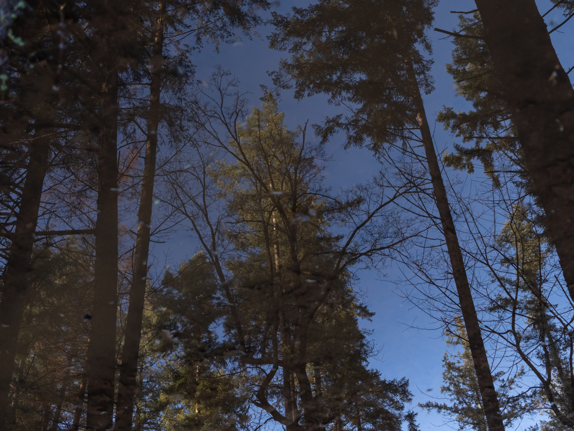 Winter Forest Reflection