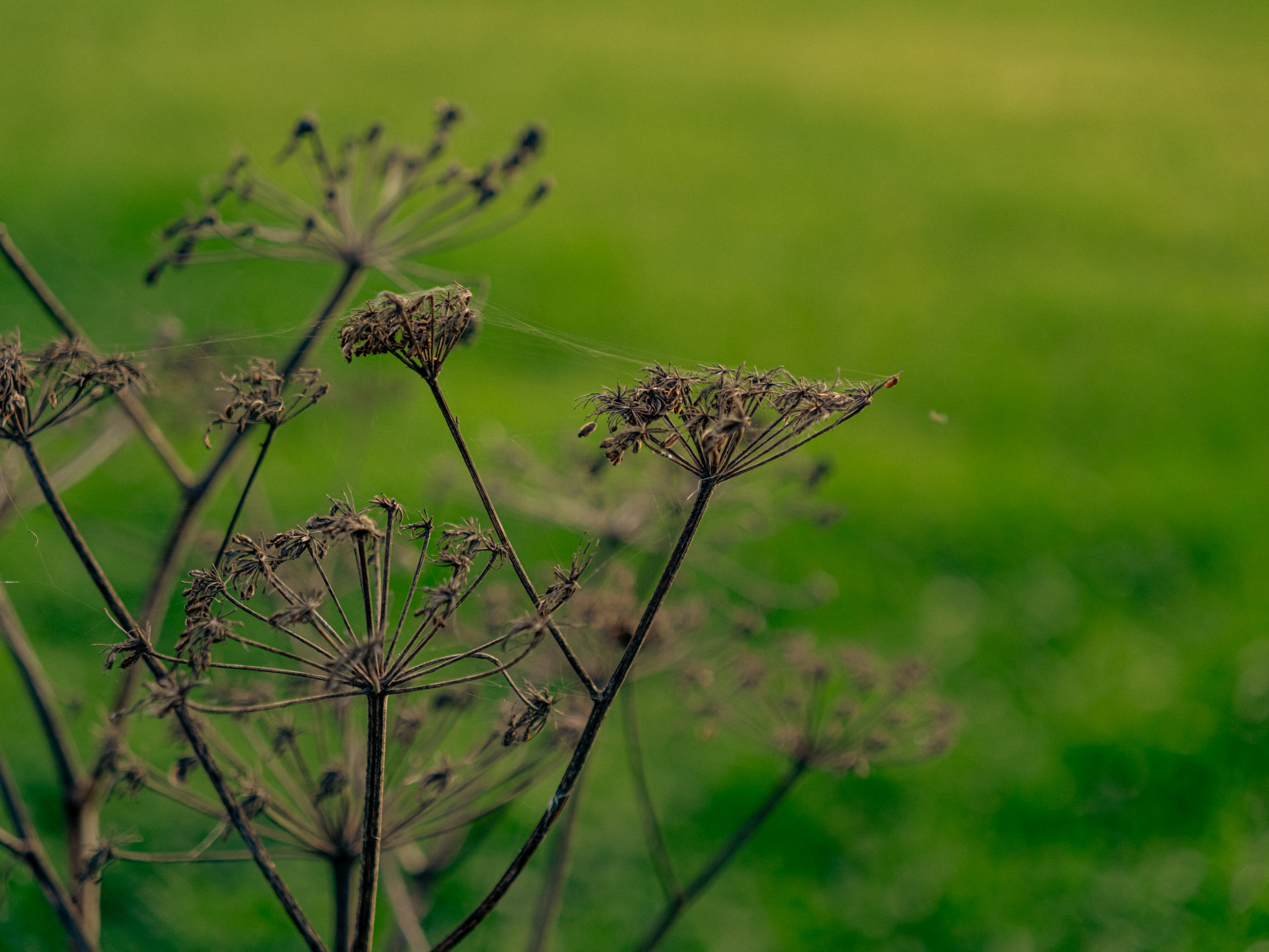 Dried Plant with Green Backdrop